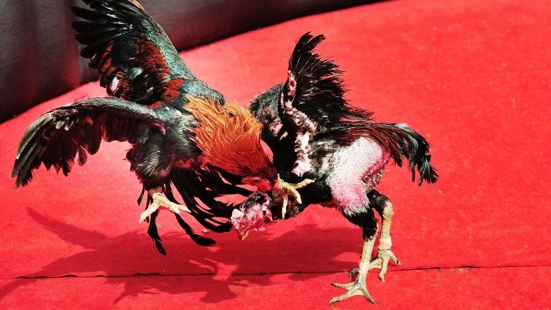 Kinh nghiệm đặt gà chiến hay và hiệu quả