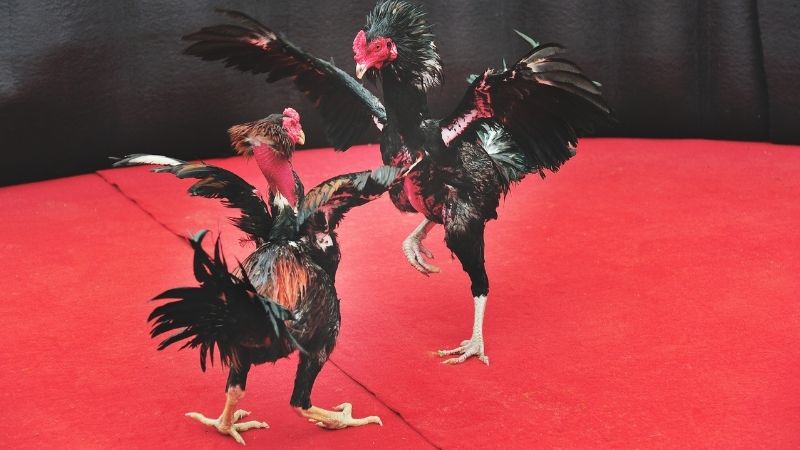 Khái niệm liên quan đến người huấn luyện, chủ sở hữu